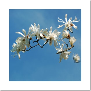 Be Free - White Blossoms Floral Array - White Botanicals against a Blue Sky Posters and Art